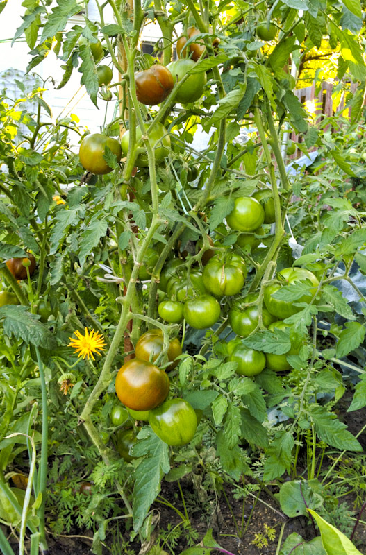Black Prince Tomatos in our garden in the middle of September 2015.