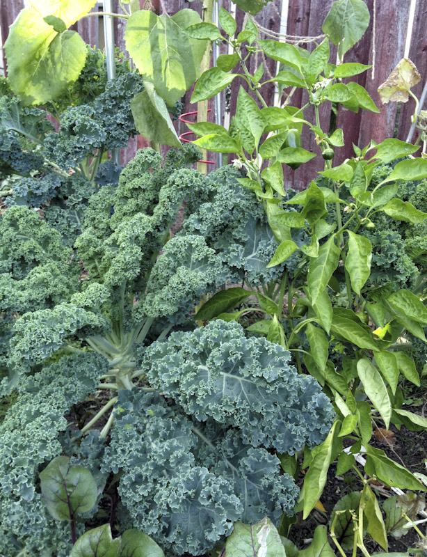 Kale growing in our garden, 2016.
