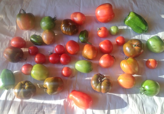 Different varieties of tomatos and one kind of papers from our garden, which I have collected at the end of the season to protect our last harvest in 2016 from freezing. Many tomatos have to be collected at less then mature size. Still most of them slowly matured in our home protected from cold. 