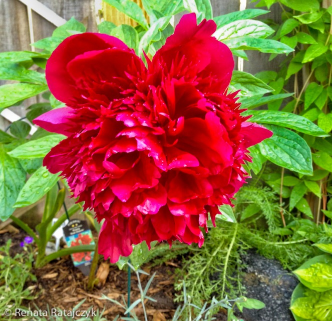 Close-up of Red Charm peony blooming in our garden. June, 2017.