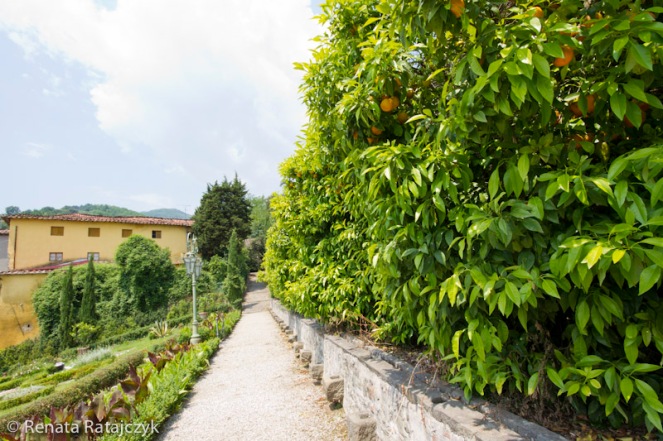 Orange trees growing along the paths leading from one of the upper terraces.