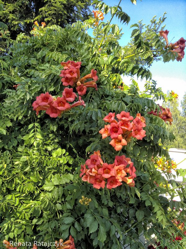 Beautiful trumpet vine (Campsis radicans), also called trumpet creeper growing in front of the garden and supported by the metal fence.